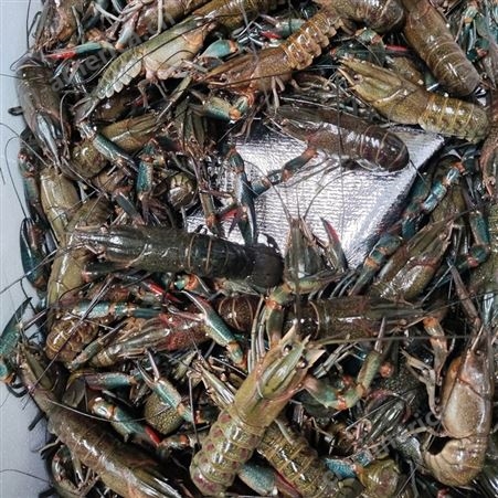 澳龙产地批发567钱规格澳洲淡水小龙虾十一月24元每斤