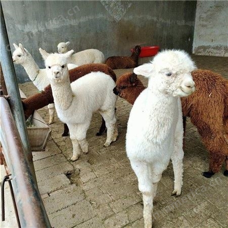 动物园景区成年观赏羊驼 嘉硕养殖场直供提供技术指导