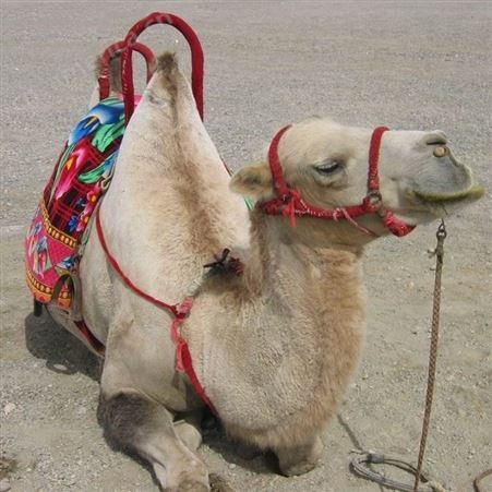 骆驼耐热吗  哪里卖骆驼  成年骆驼