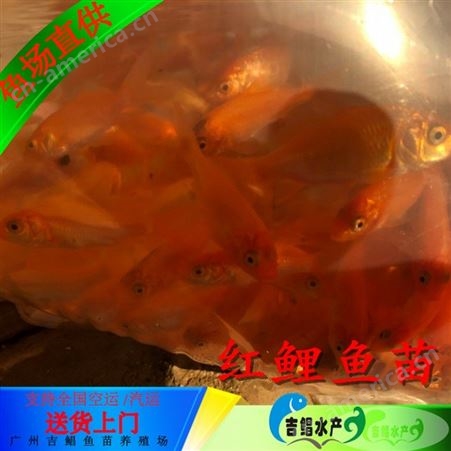 内江红鲤鱼苗-活体鲤鱼苗 养殖场-广东吉鲳鱼苗基地