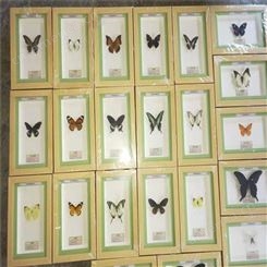 蝴蝶标本价格 材料实验diy科技手工小制作儿童益智玩具科普科普展览蝴蝶标本整姿销售