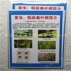 农作物病虫害挂图展示 水稻害虫盒装标本 稻纵卷叶螟挂图标本 农作物彩色图谱