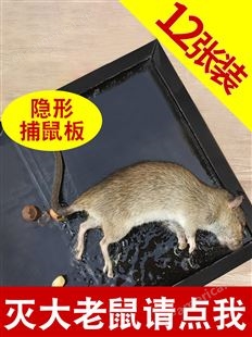 老鼠神器老鼠贴强力粘鼠板强力胶粘大老鼠捕鼠灭鼠家用老鼠一窝端