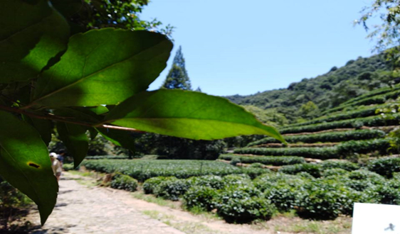 加快茶叶生产换挡升级 “机器换人”提升产量和质量